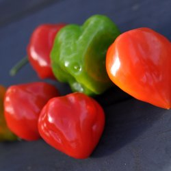 Chili fr�. Habanero mix. Capsicum chinense. Ca. 10 Fr�.