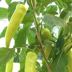 Chili fr�. Hungarian hot wax. Capsicum annuum. Ca. 12 Fr�.