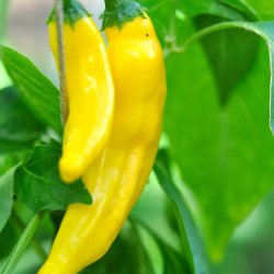 Chili fr�. Lemon drop. Capsicum baccatum. Ca. 10 Fr�