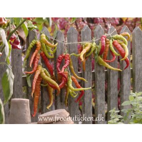 Chili. Lombardo. Capsicum annuum. Fr