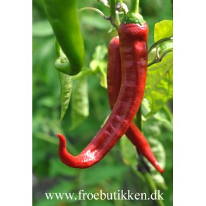 Chili. Rokita. Capsicum annuum. Fr.