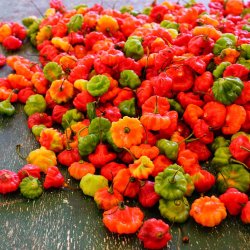 Chili fr�. Scotch Bonnet. Capsicum chinense. Ca. 10 fr�