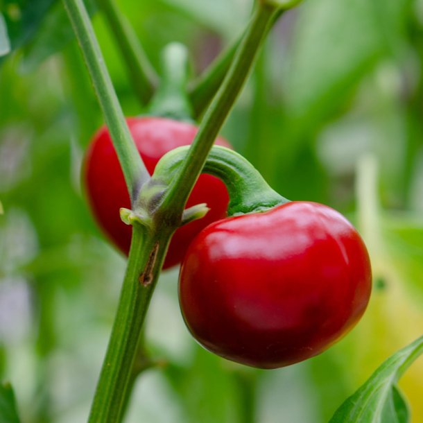 Chili fr�. Ciliegia piccante. Capsicum annuum. Ca. 10 Fr�.