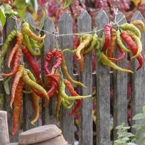 Chili fr. Lombardo. Capsicum annuum. Ca. 360 Fr