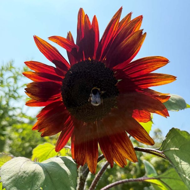 Solsikke fr�. Chocolat. Helianthus annuus. Fr�