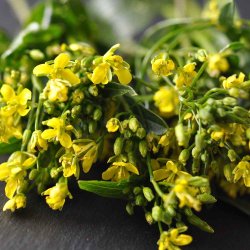 Choy Sum fr�. Hon Tsai Tai. Brassica rapa var. parachinensis. Ca. 400 Fr�