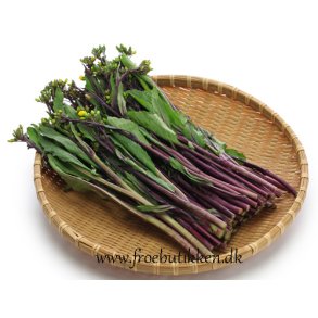 Choy Sum. Hon Tsai Tai. Brassica rapa var. parachinensis. Fr