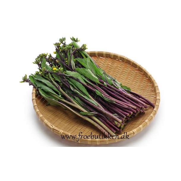 Choy Sum. Hon Tsai Tai. Brassica rapa var. parachinensis. Fr