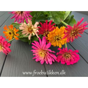 Frkenhat. Zinnia elegans. Chrysanthemum Burpeeana mixed. Fr.