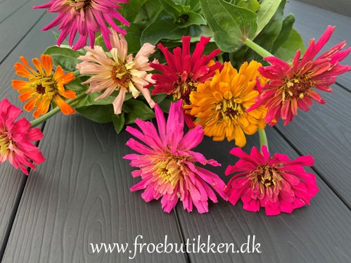 Frøkenhat. Chrysanthemum burpeeana i regnbuens farver. Frø.