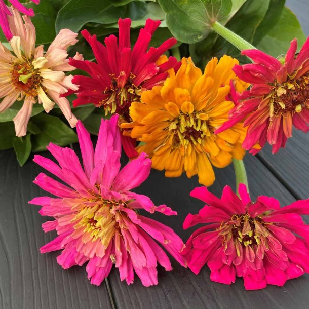Fr�kenhat fr�. Zinnia elegans. Chrysanthemum Burpeeana mixed. Ca. 200 Fr�.