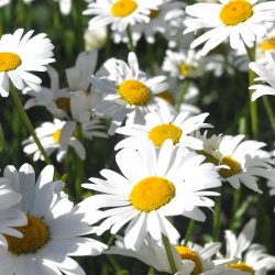 Okse�je fr�. Hvid. Wild form. Leucanthemum vulgare. Ca. 1500 Fr�