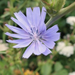 Cikorie fr�. Cichorium intybus. Ca. 750 Fr�.
