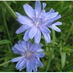 Cikorie. Cichorium intybus. Fr.