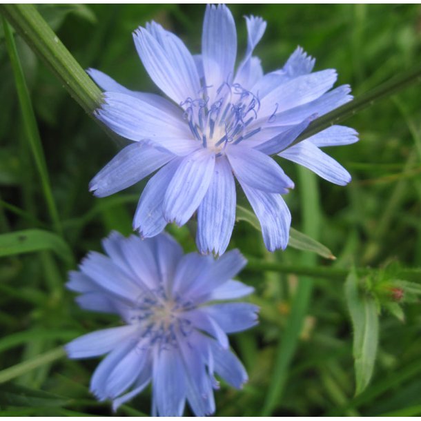 Cikorie. Cichorium intybus. Fr.