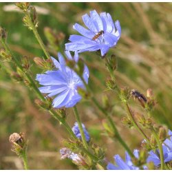 Cikorie. Cichorium intybus. Fr.