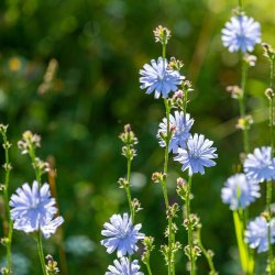 Cikorie fr�. Cichorium intybus. Ca. 750 Fr�.