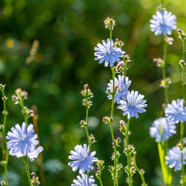 Cikorie fr�. Cichorium intybus. Ca. 750 Fr�.