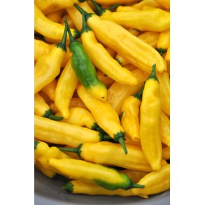 Chili. Lemon drop. Capsicum baccatum. Fr