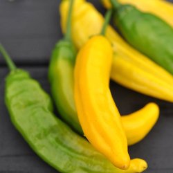 Chili fr�. Lemon drop. Capsicum baccatum. Ca. 10 Fr�