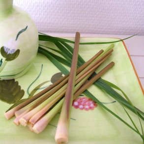 Citrongrs. Cymbopogon flexuosus. Fr.