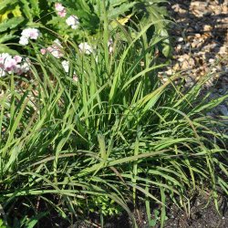 Citrongrs. Cymbopogon flexuosus. Fr.
