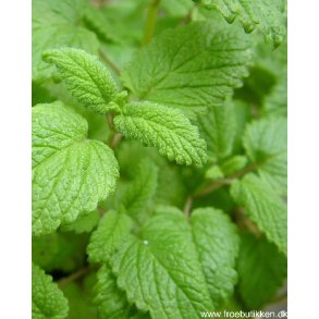 Citronmelisse. Melissa officinalis. Fr.