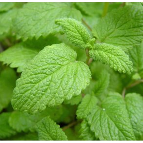 Citronmelisse. Melissa officinalis. Fr. X-tra.