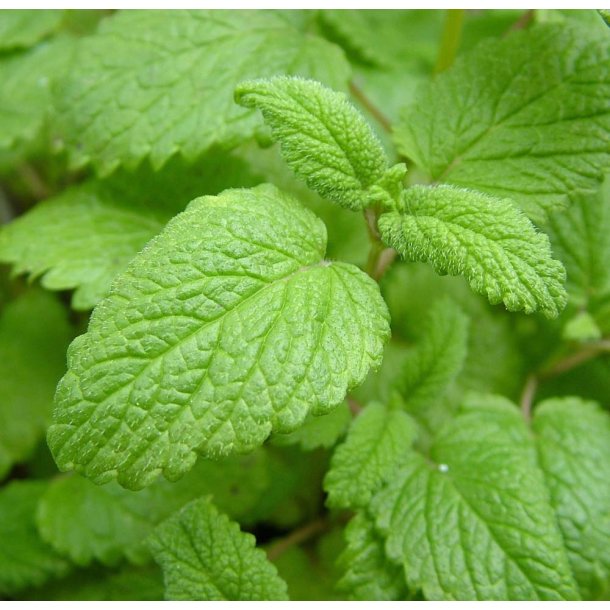 Citronmelisse fr�. Melissa officinalis. Ca. 1500 Fr�.