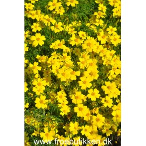 Citrontagetes. Lemon gem. Tagetes tenuifolia. Fr