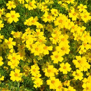 Citrontagetes fr�. Lemon gem. Tagetes tenuifolia. Fr�