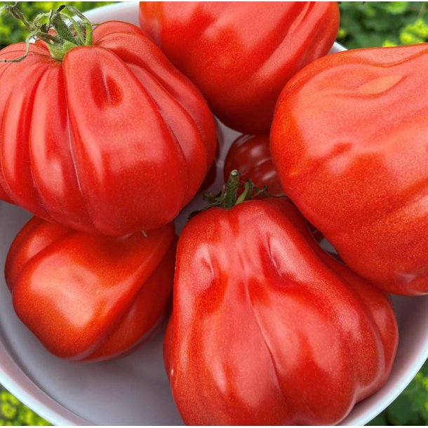 Tomat. Coeur de boeuf. Solanum lycopersicum.  Fr.