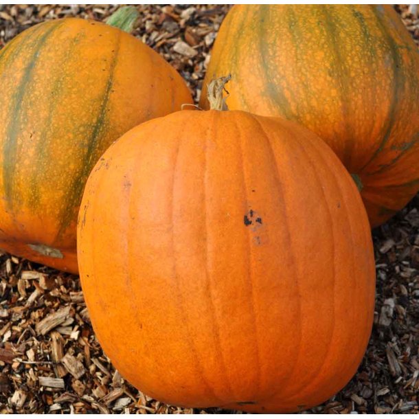 Grskar. Connecticut field. Cucurbita pepo.Fr.