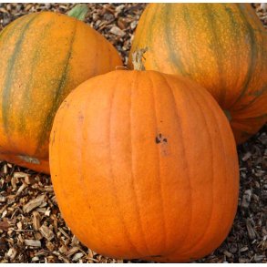 Grskar. Connecticut field. Cucurbita pepo. Fr.