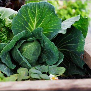 Hvidkl. Copenhagen Market. Sommer. Brassica oleracea. Fr