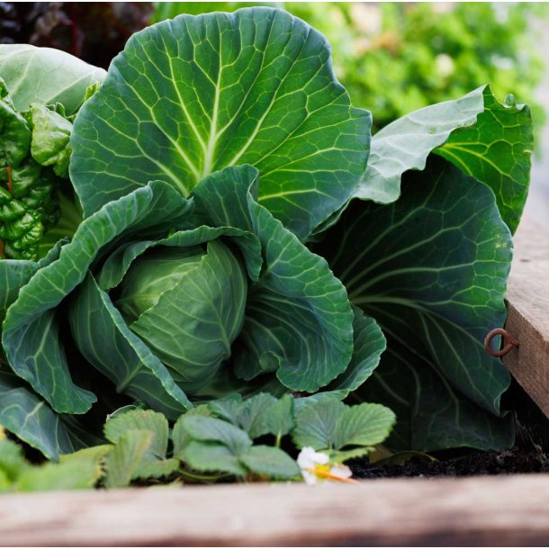 Hvidkl. Copenhagen Market. Sommer. Brassica oleracea. Fr