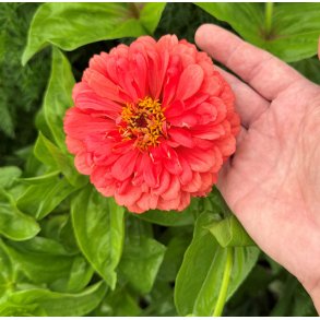 Frkenhat. Dahlia flowered. Coral beauty. Zinnia elegans. Fr
