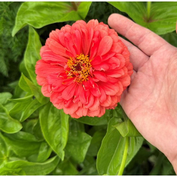Frkenhat. Dahlia flowered. Coral beauty. Zinnia elegans. Fr