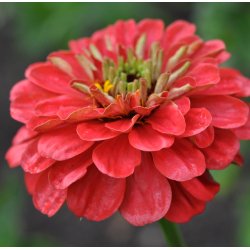Frkenhat. Dahlia flowered. Coral beauty. Zinnia elegans. Fr