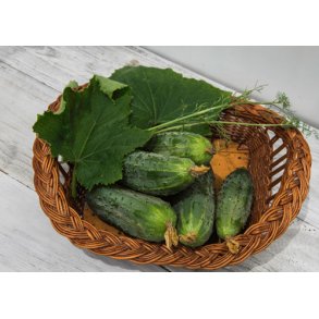 Agurk. Cornichon de Paris. Cucumis sativus. Fr.