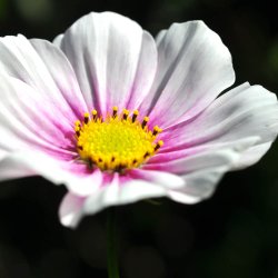 Stolt kavaler fr�. Sensation. Daydream. Cosmos bipinnatus. XL pose. Ca. 5500 Fr�.