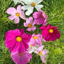 Stolt kavaler fr�. Tetra Versailles. Cosmos bipinnatus. Ca. 315 Fr�