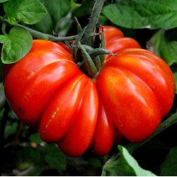 Tomat. Costoluto Genovese. Solanum lycopersicum. Fr