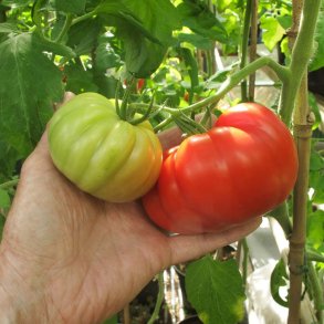 Tomat fr�. Country taste. Solanum lycopersicum. Ca. 10 �kologiske fr�.