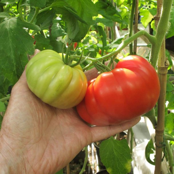 Tomat fr�. Country taste. Solanum lycopersicum. Ca. 10 �kologiske fr�.