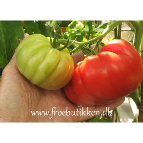Tomat. Country taste. Solanum lycopersicum. kologisk. Fr.