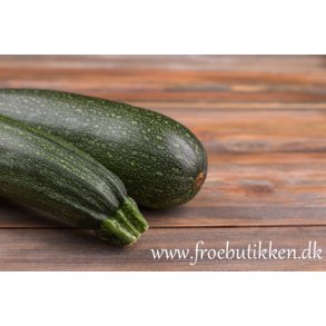 Courgetter. Black beauty. Cucurbita pepo,kologisk. Fr.