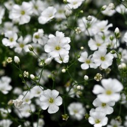 Brudesl�r fr�. Covent garden. Gypsophila elegans. Ca. 7700 Fr�.