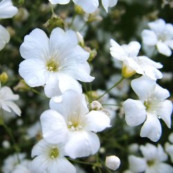 Brudesl�r fr�. Covent garden. Gypsophila elegans. Ca. 7700 Fr�.