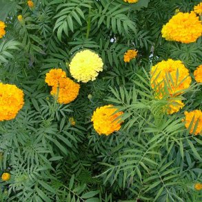 Fl�jlsblomster fr�. Crackerjack. Tagetes erecta. Fr�.
